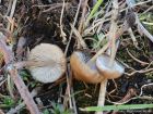 Mycena plumipes
