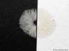 Mycena plumipes