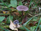 Mycena pura