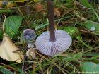 Mycena pura