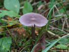 Mycena pura