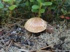 Neolentinus lepideus