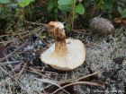 Neolentinus lepideus