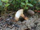 Neolentinus lepideus