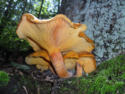 Omphalotus illudens