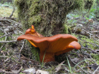 Omphalotus olearius