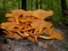 Omphalotus olearius