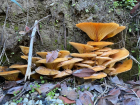 Omphalotus olearius