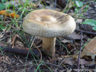 Paxillus involutus