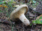 Paxillus involutus