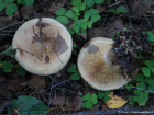 Paxillus involutus