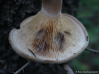 Paxillus involutus