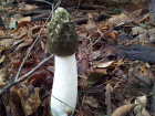 Phallus impudicus