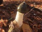 Phallus impudicus