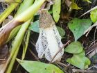Phallus indusiatus