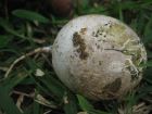 Phallus indusiatus