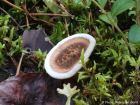 Phellodon tomentosus