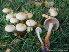 Pholiota alnicola