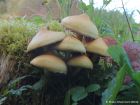 Pholiota alnicola