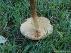 Pholiota alnicola