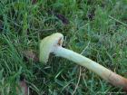 Pholiota alnicola
