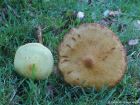 Pholiota alnicola