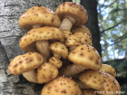 Pholiota aurivella