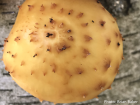 Pholiota aurivella