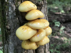 Pholiota limonella