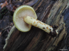 Pholiota limonella