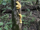 Pholiota limonella