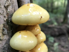 Pholiota limonella