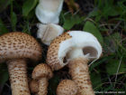 Pholiota squarrosa