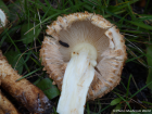 Pholiota squarrosa