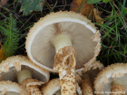 Pholiota squarrosa