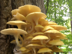 Pleurotus citrinopileatus