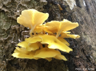 Pleurotus citrinopileatus