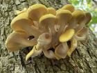 Pleurotus citrinopileatus