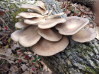 Pleurotus ostreatus