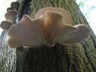 Pleurotus ostreatus