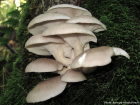 Pleurotus ostreatus