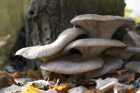 Pleurotus ostreatus