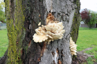 Pleurotus ostreatus