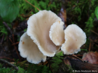 Pleurotus pulmonarius