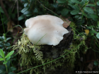 Pleurotus pulmonarius