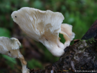 Pleurotus pulmonarius