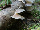 Pleurotus pulmonarius