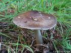 Pluteus cervinus