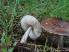 Pluteus cervinus