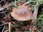Polyporus brumalis